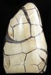 Polished Septarian Geode Sculpture - Barite Crystals #47470-2